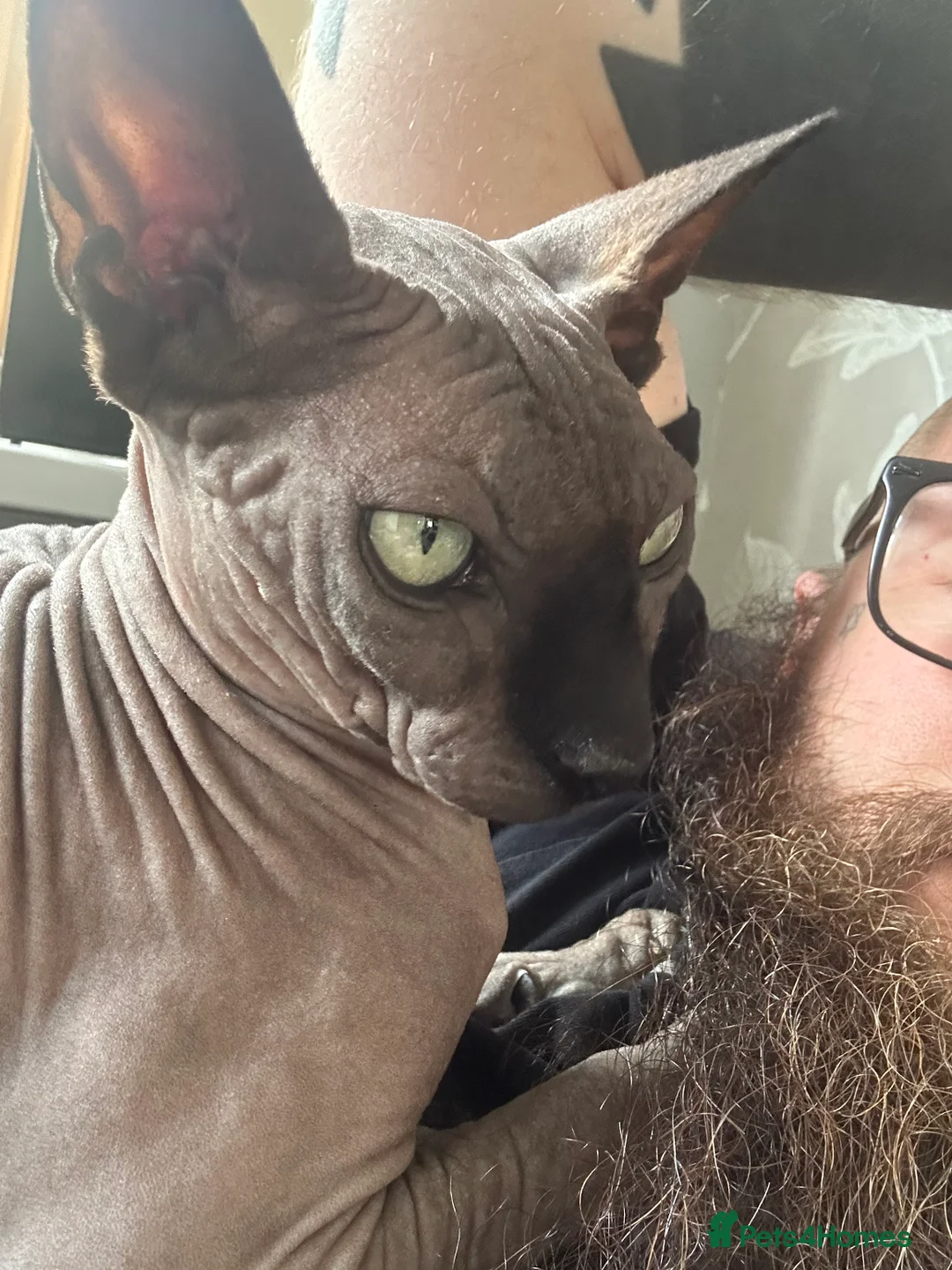 Sphynx cats for sale: Meet aria and raven looking for there forever home - Advert 4
