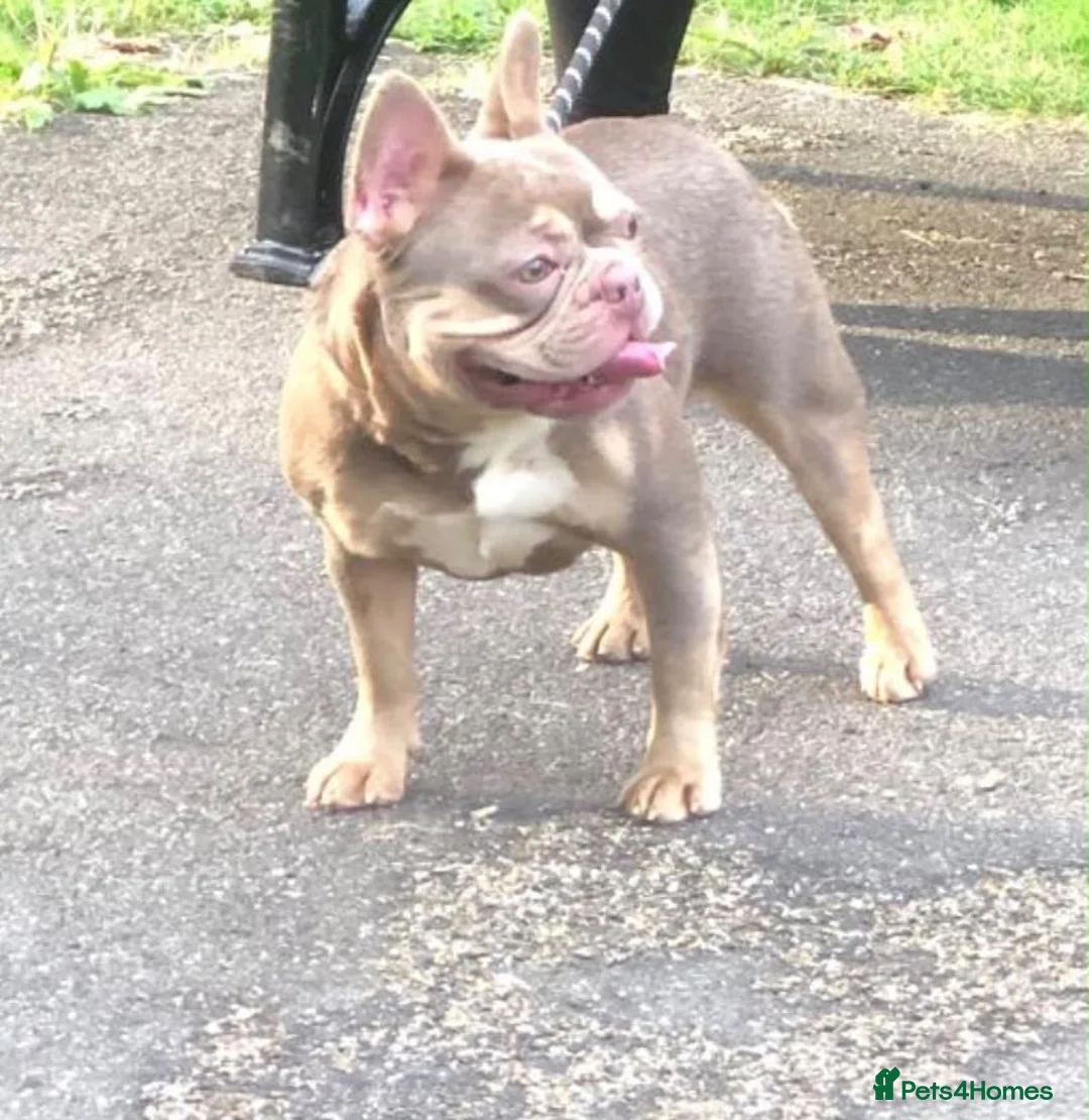 French Bulldog dogs for sale: KC Registered Isabella Girl - Advert 2