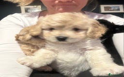 Cockapoo dogs for sale: 4 beautiful puppies - Image 4