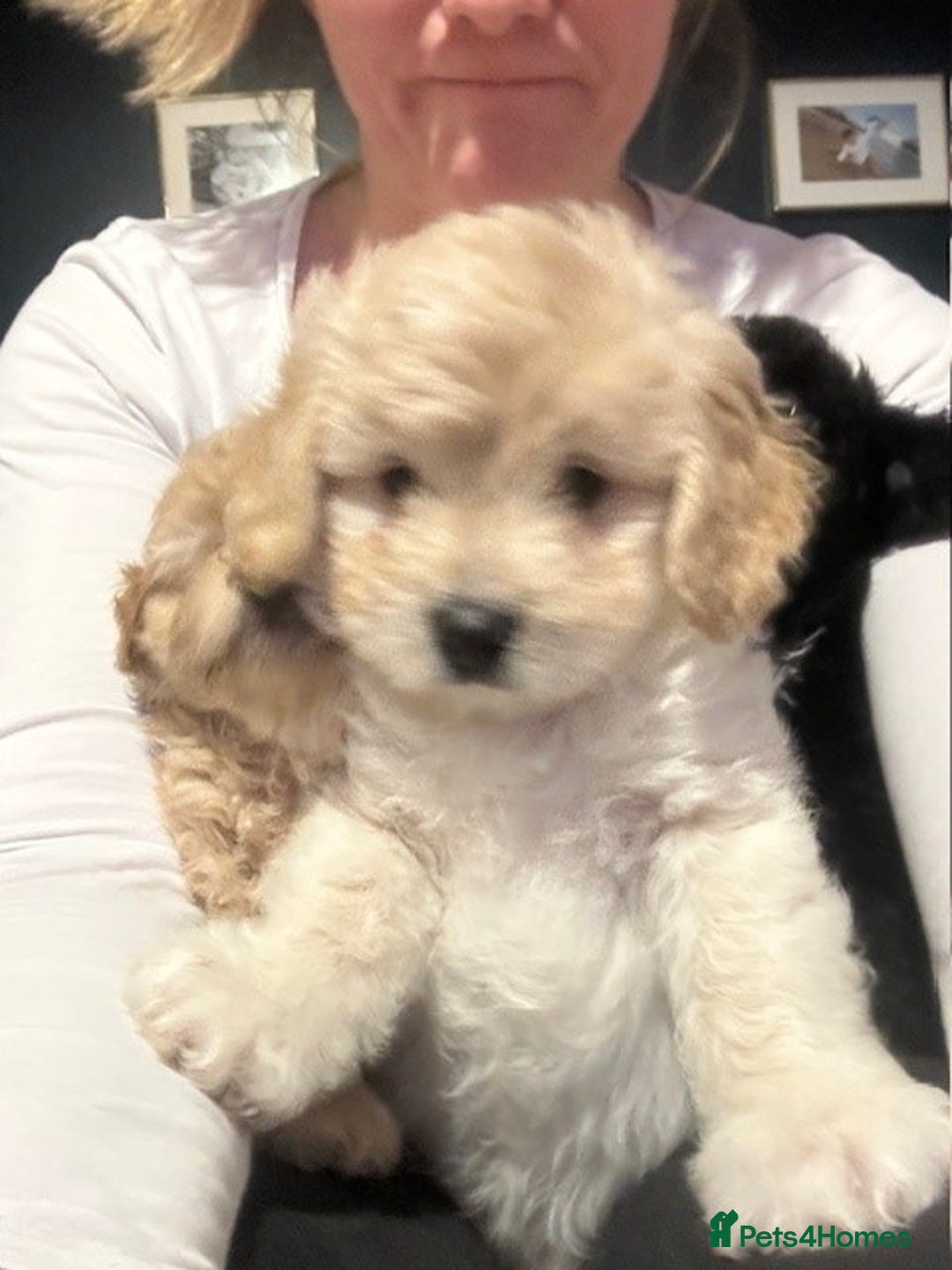 Cockapoo dogs for sale: 4 beautiful puppies - Image 4