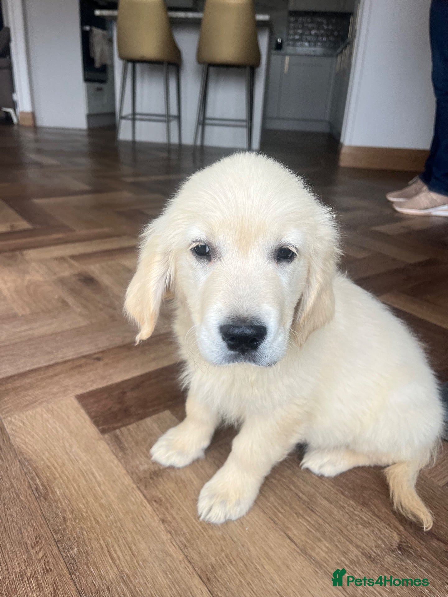 Golden Retriever dogs 1 girl left ready now - Advert 6