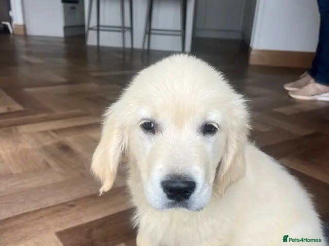 Golden Retriever dogs 1 girl left ready now - Advert 17