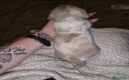 Dachshund dogs for sale: daschund puppies 1 chocolate male left - Image 17