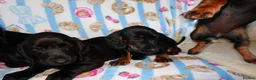 Mixed Breed dogs for sale: I have 6 beautiful Docker spaniels for sale - Advert 7