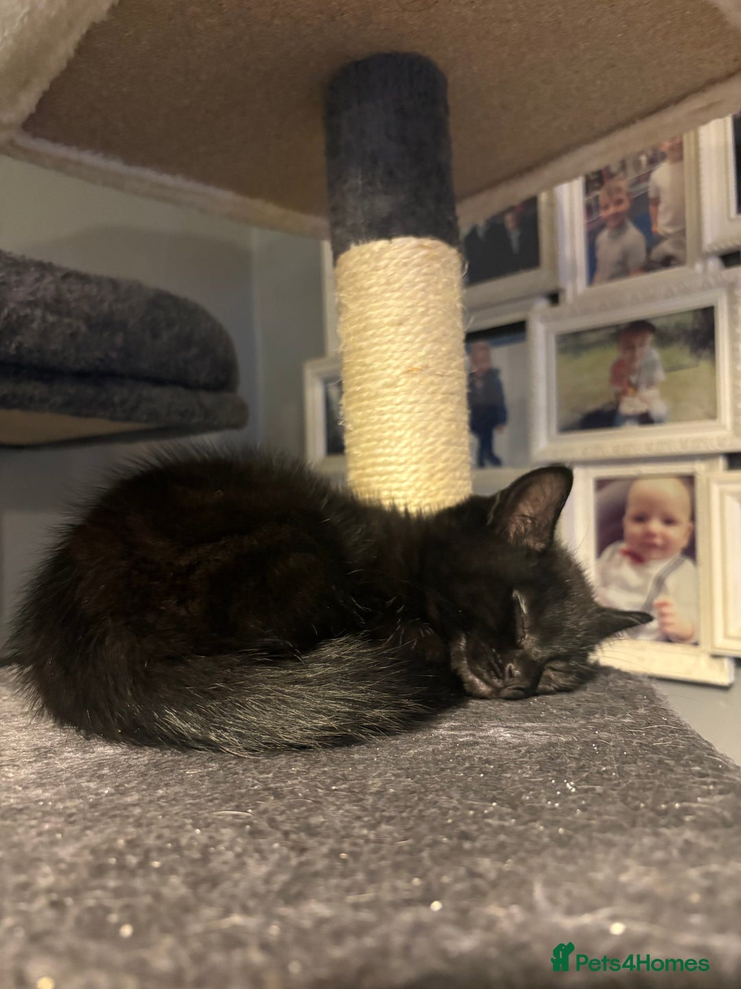 Mixed Breed cats for sale: Kitten for sale  - Advert 2