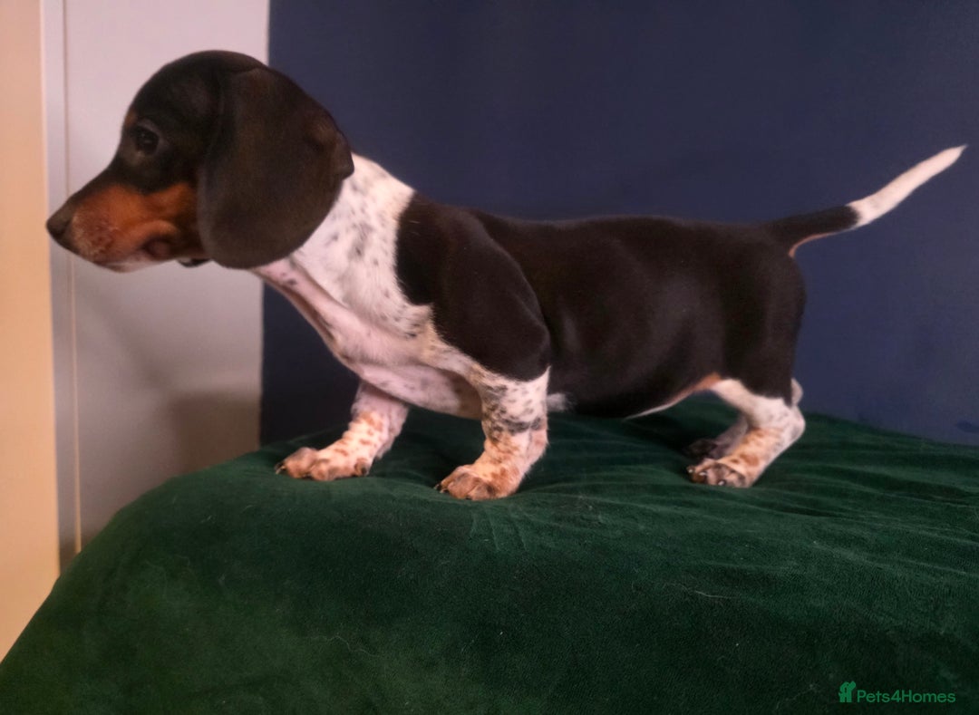 Dachshund dogs for sale: KC Registered Shorthaired dachshunds  - Advert 5