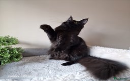 Maine Coon cats for sale: 🎀Females- MAINE COON🎀 - Advert 13
