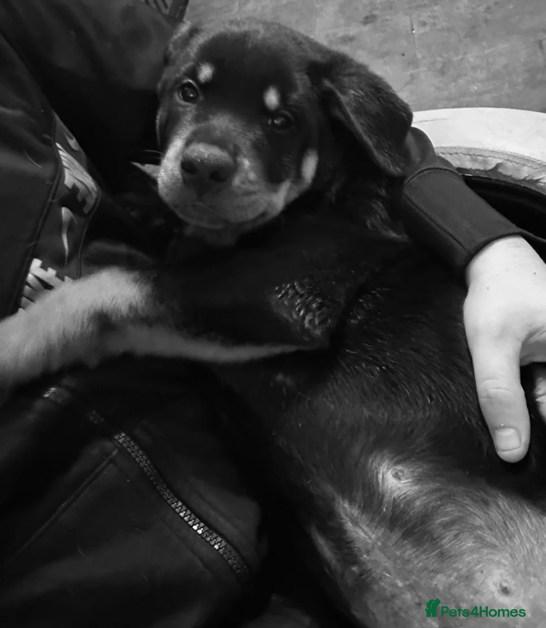 Rottweiler dogs for sale: Rottweilers for sale 2 males 1 female  - Advert 2