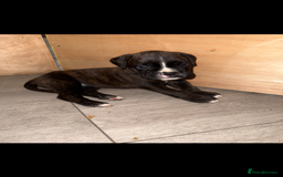 Boxer dogs for sale: Boxer pups looking for forever homes 🐶❤️ - Image 9