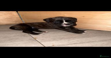 Boxer dogs - Advert 6