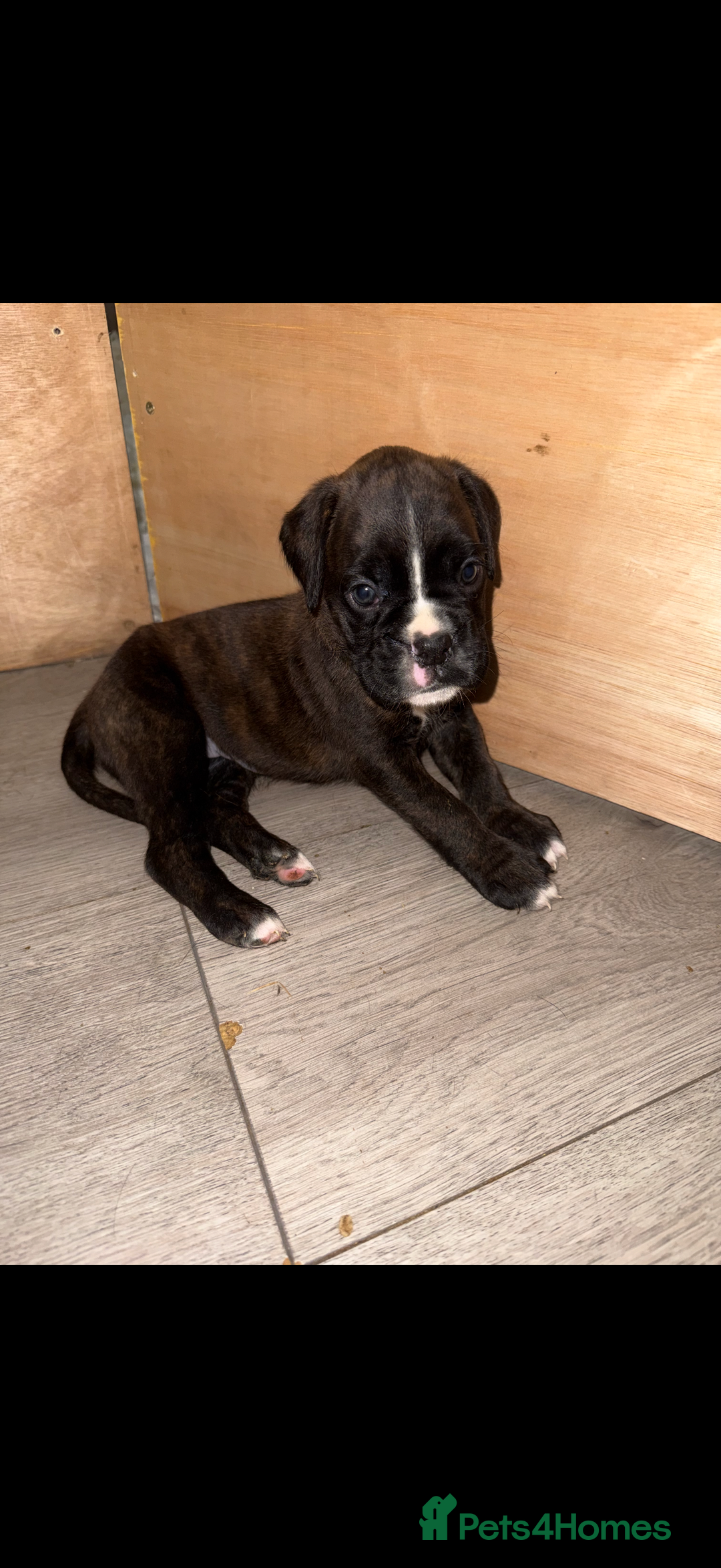 Boxer dogs for sale: Boxer pups looking for forever homes 🐶❤️ - Image 9