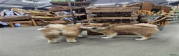 Akita dogs for sale: RKC Long-coat female - Advert 17