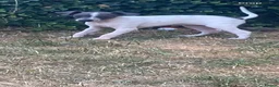 Italian Greyhound dogs for sale: Italian greyhounds - Advert 11