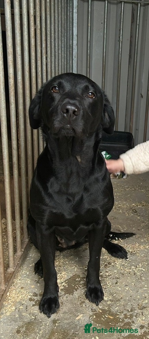 Labrador Retriever dogs for sale: 8 Working Black Labrador Puppies - Advert 1