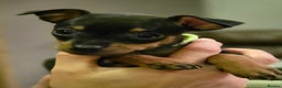 Miniature Pinscher dogs for sale: KC Registered 6 Pure Miniature Pinscher litter - Advert 10
