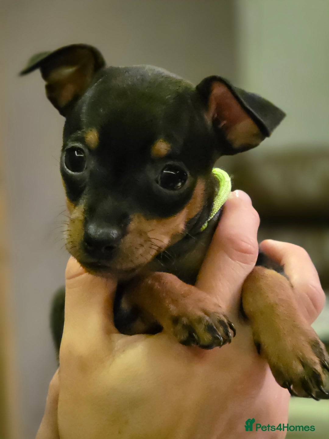 Miniature Pinscher dogs for sale: KC Registered 6 Pure Miniature Pinscher litter - Advert 10