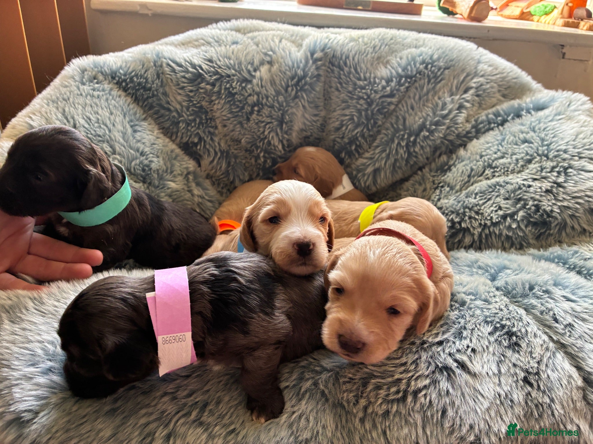 Cockapoo dogs F1 Cockapoo puppies  - Advert 3