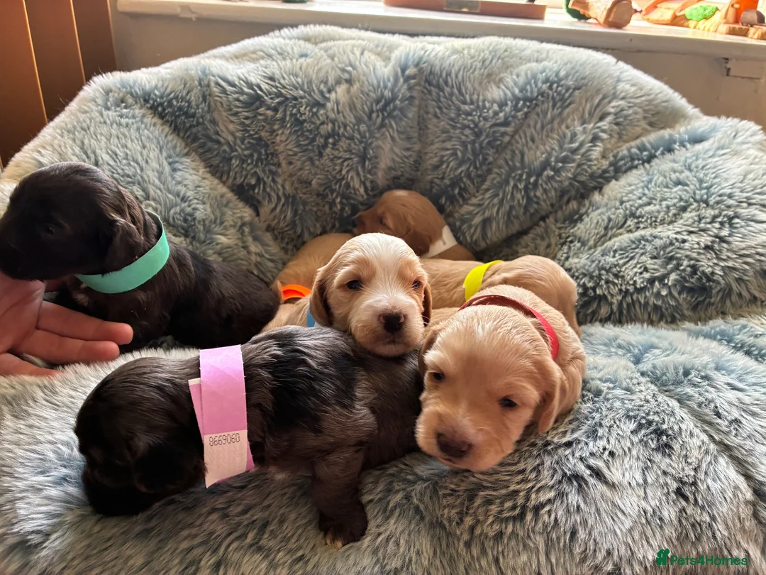 Cockapoo dogs for sale: F1 Cockapoo puppies  - Advert 1