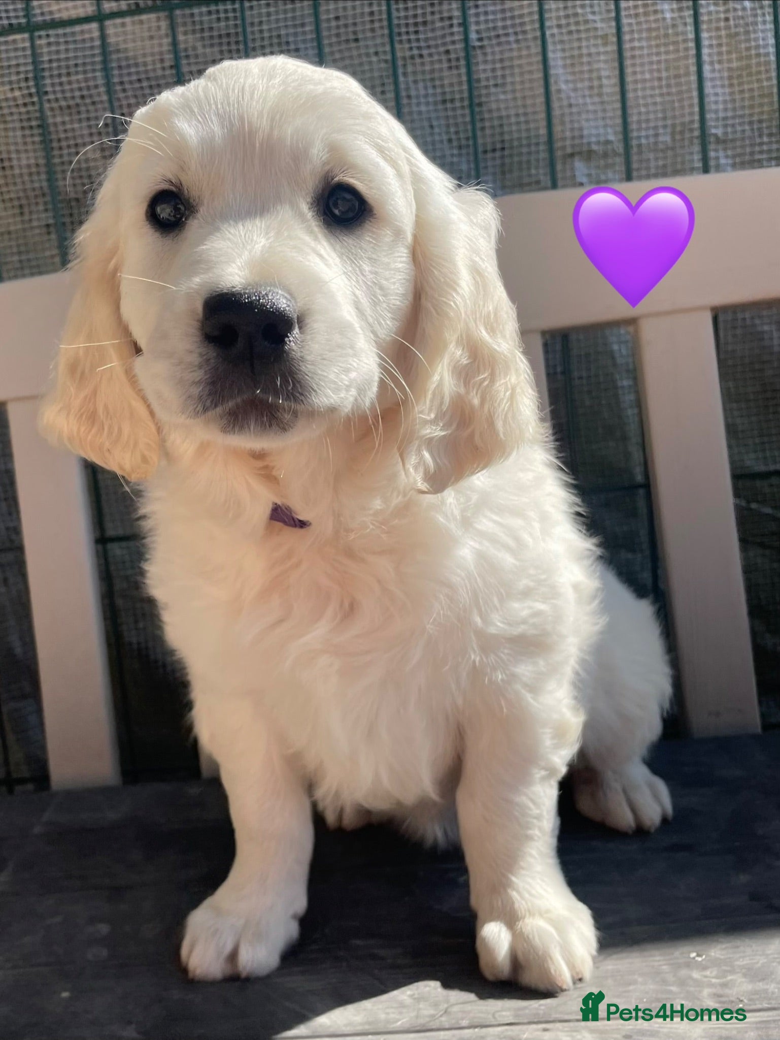 Golden Retriever dogs KC Registered Golden Retrievers - Advert 1