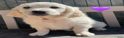 Golden Retriever dogs for sale: KC Registered Golden Retrievers - Advert 1