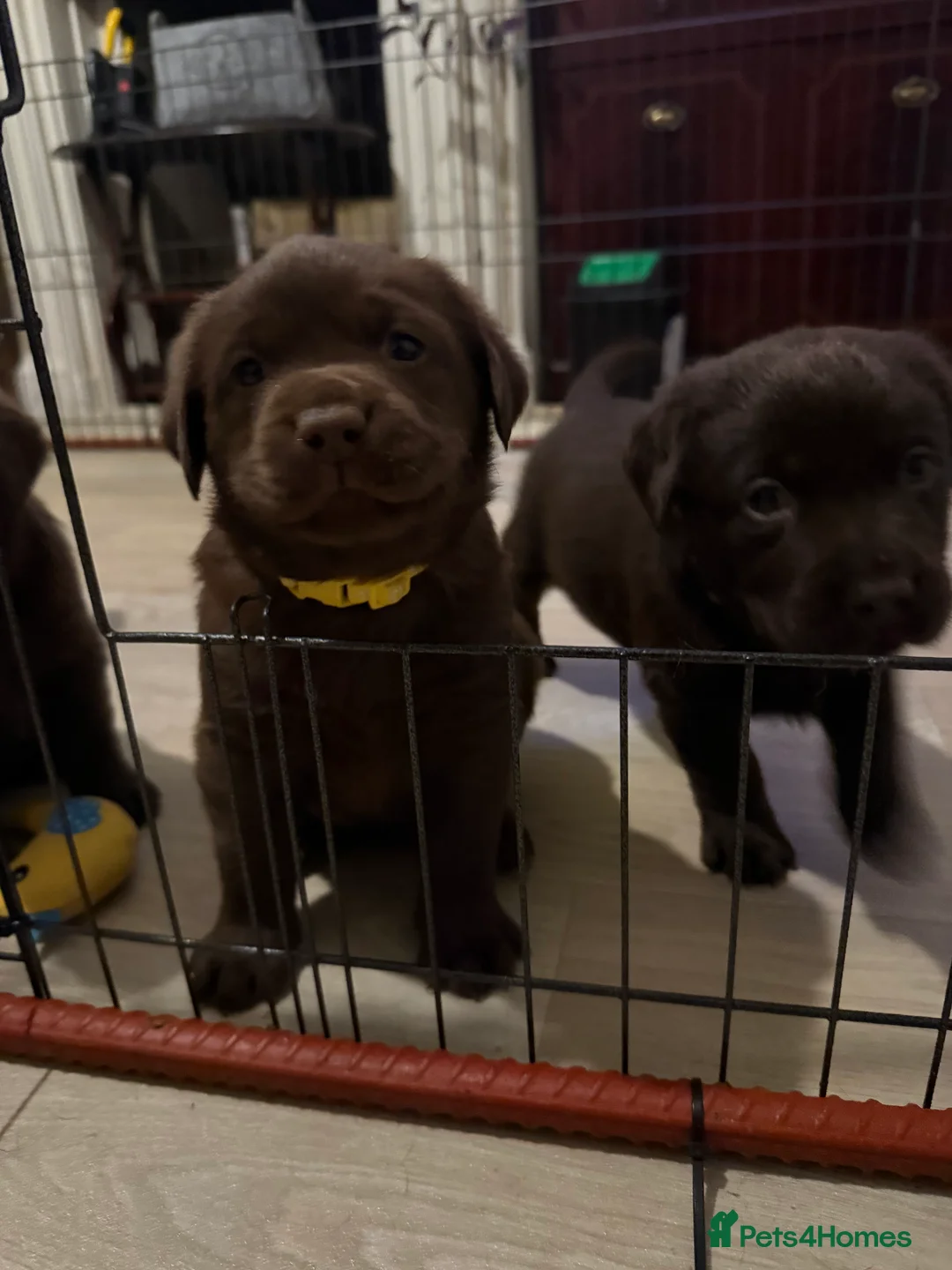 Labrador Retriever dogs for sale: KC Labrador for sale  - Advert 5