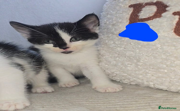 Mixed Breed cats - Advert 1