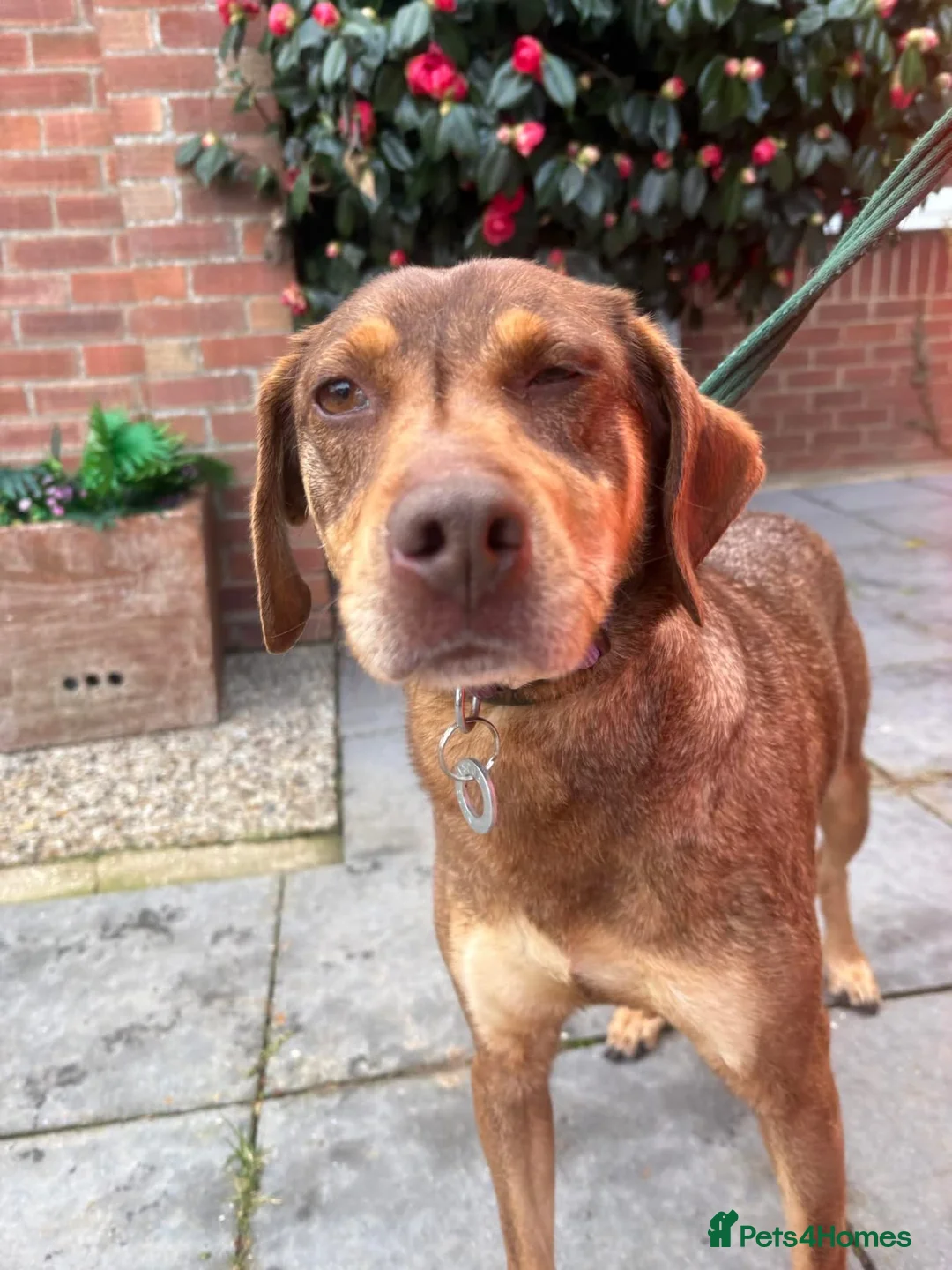 Mixed Breed dogs for adoption: Sally - Norwich Norfolk  - Advert 19