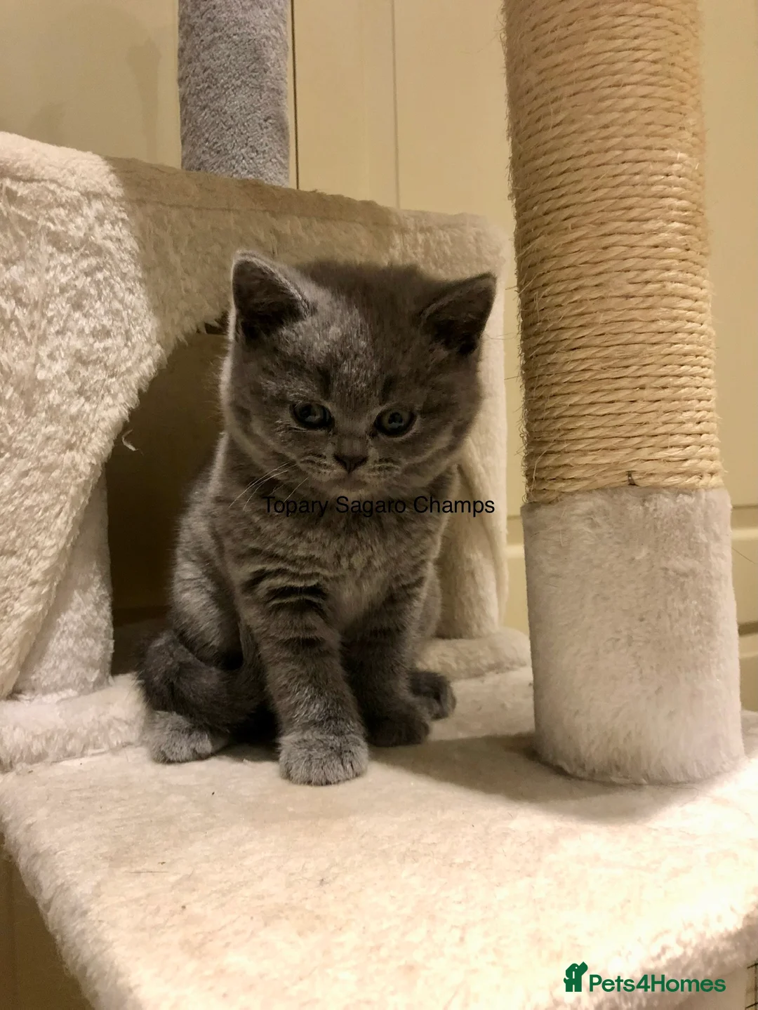 British Shorthair cats for stud: Proven Stud/Blood B/Choc carrier TICA/GCCF REG in Dartford - Advert 17
