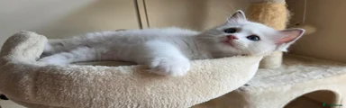 Ragdoll 1