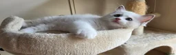 Ragdoll cats for sale: 🐾 Beautiful Blue Bi-Colour Ragdoll Kittens 🐾 - Advert 12