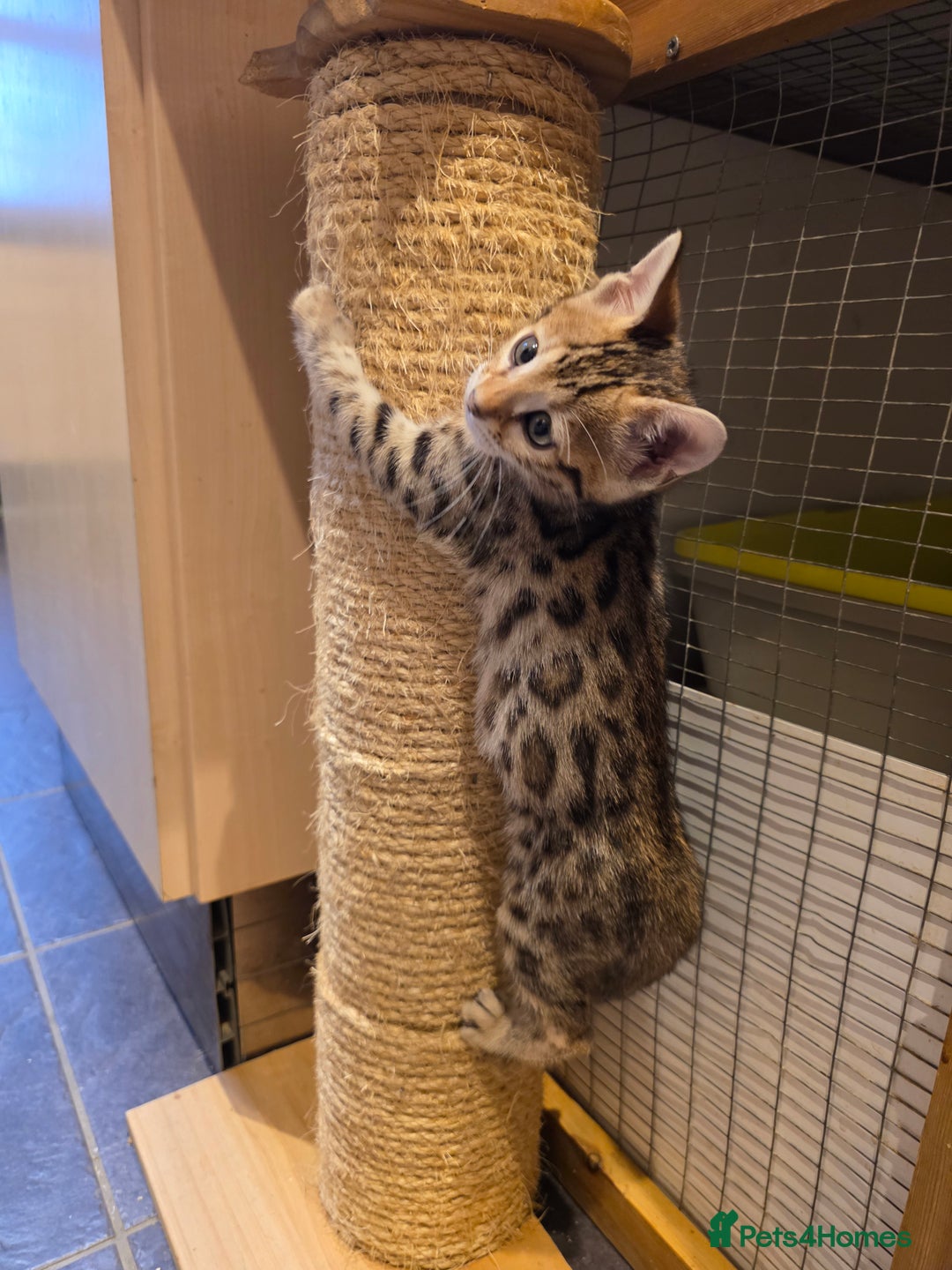Bengal cats for sale: Outstanding quality Brown rosetted bengal kittens  - Advert 26