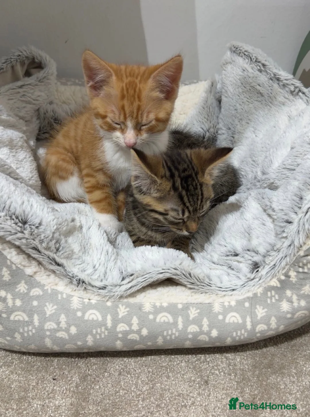 Domestic Shorthair cats for sale: Kittens Tabby domestic shorthair  in Bolton - Advert 2