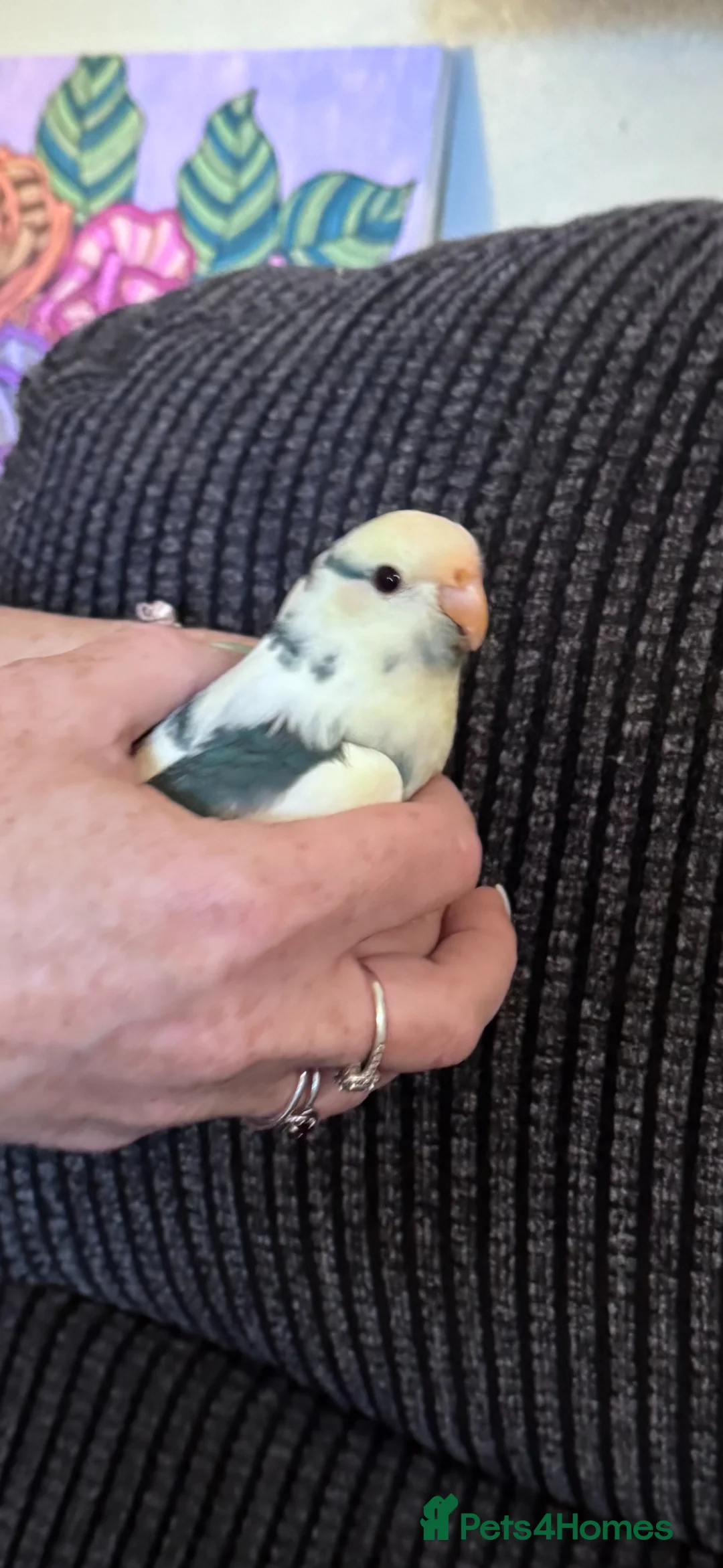 Parakeets birds for sale: 3 x Kakariki chicks for sale.  - Advert 2
