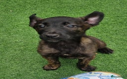 Belgian Shepherd Dog dogs for sale: Belgian malnois x Dutch sheppard puppies - Image 15