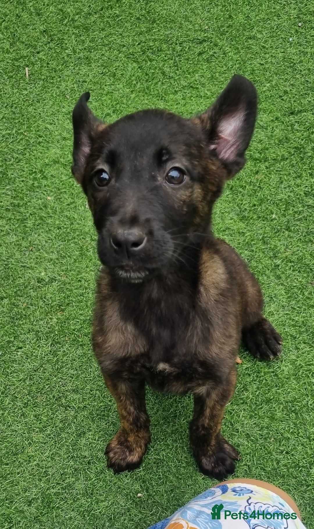Belgian Shepherd Dog dogs for sale: Belgian malnois x Dutch sheppard puppies - Image 15
