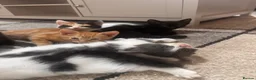 Mixed Breed cats for sale: 4 beautiful family kittens ready to leave now  - Advert 9