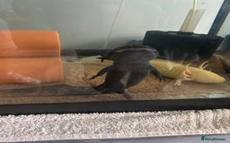 Axolotl reptiles for sale: 3 axolotls - Image 2