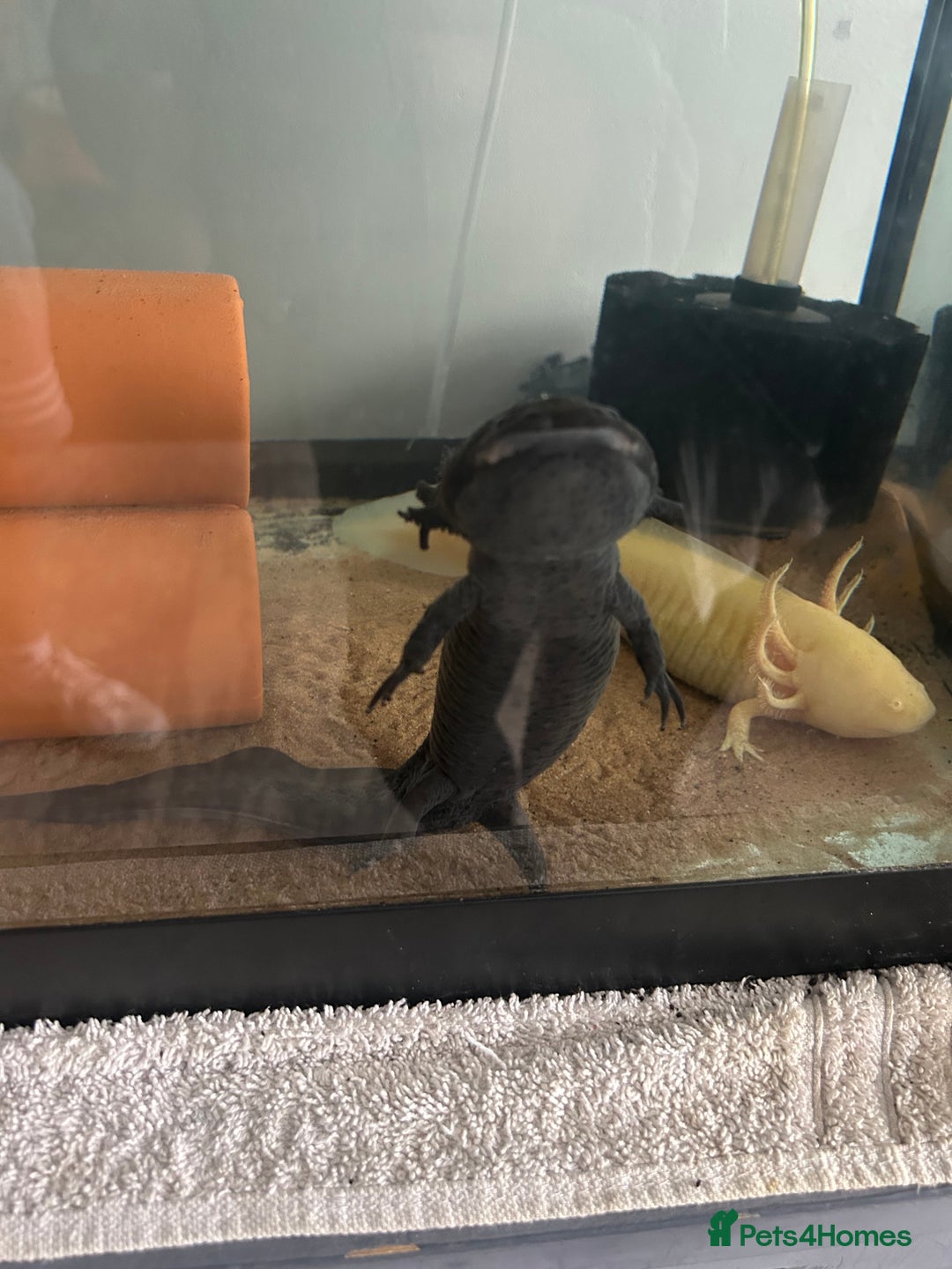 Axolotl reptiles for sale: 3 axolotls - Image 2