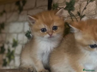 British Shorthair cats Full Pedigree Golden tipped British Shorthair - Advert 16