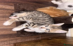British Shorthair cats for sale: 4 kittens for sale: 3 girls 1 boy mixed coats  - Image 27