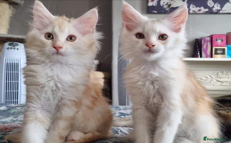 Maine Coon cats - Advert 3