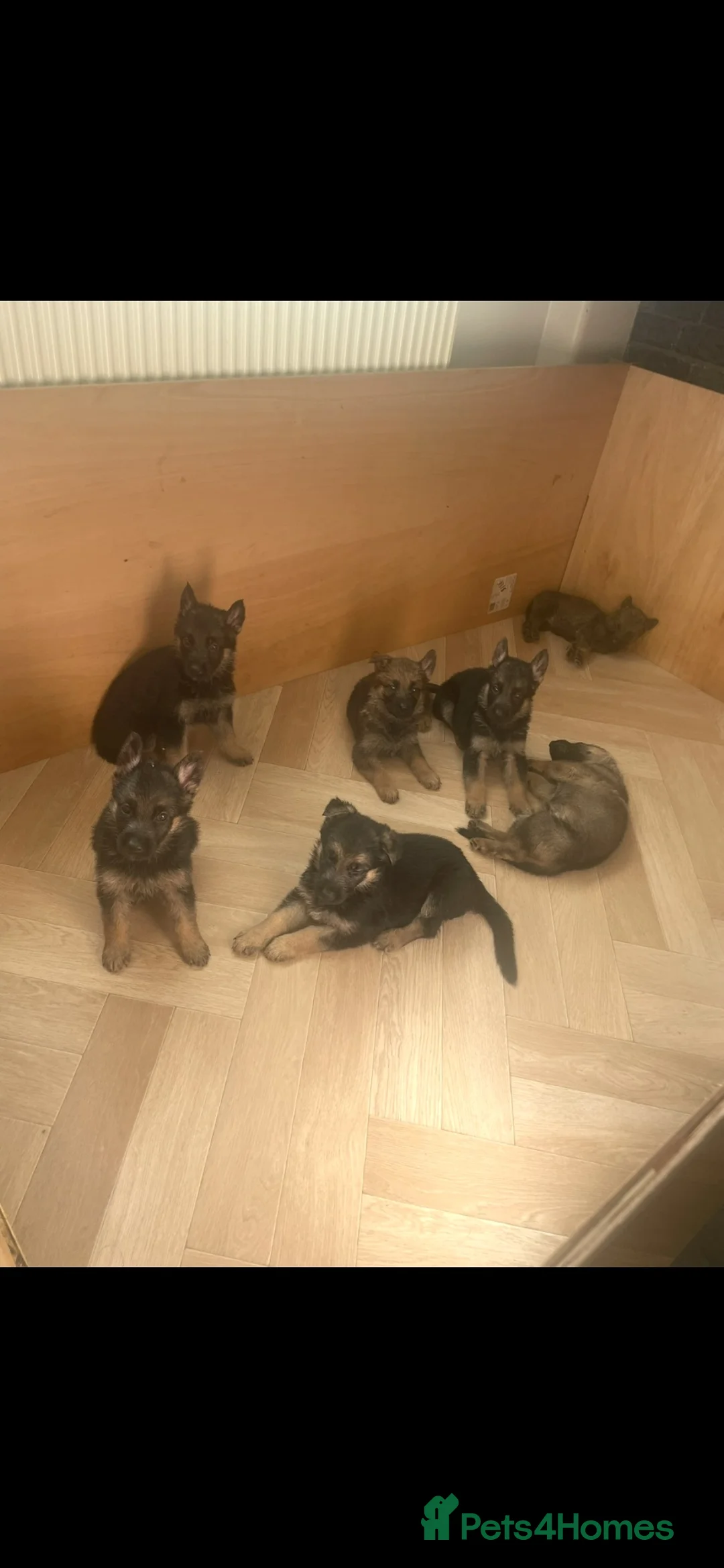 German Shepherd dogs for sale: German shepherd puppies  in Liverpool - Advert 2