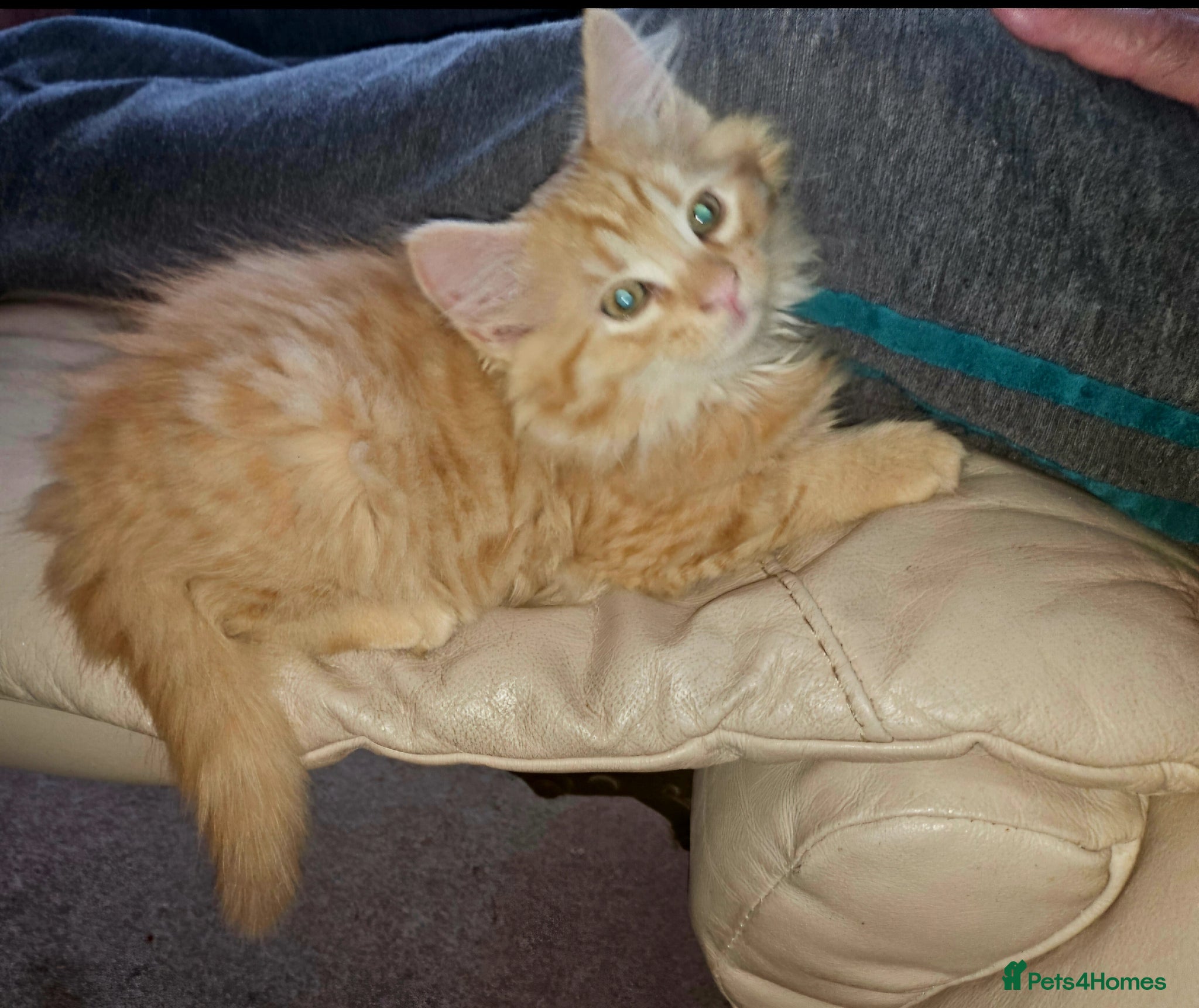 Mixed Breed cats Affectionate Bengal Mix Kittens  - Advert 2