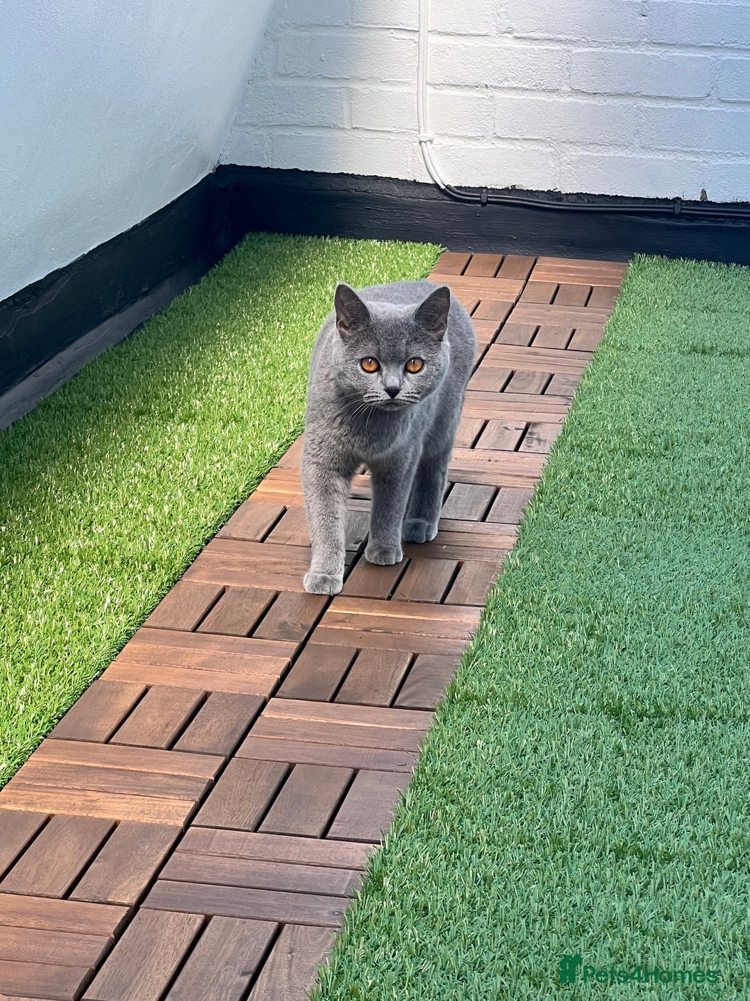 British Shorthair cats for sale: Two British short hair cats for sale - Image 7