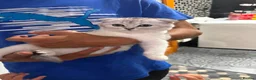 Scottish Fold cats for sale: Scottish Fold - Advert 5