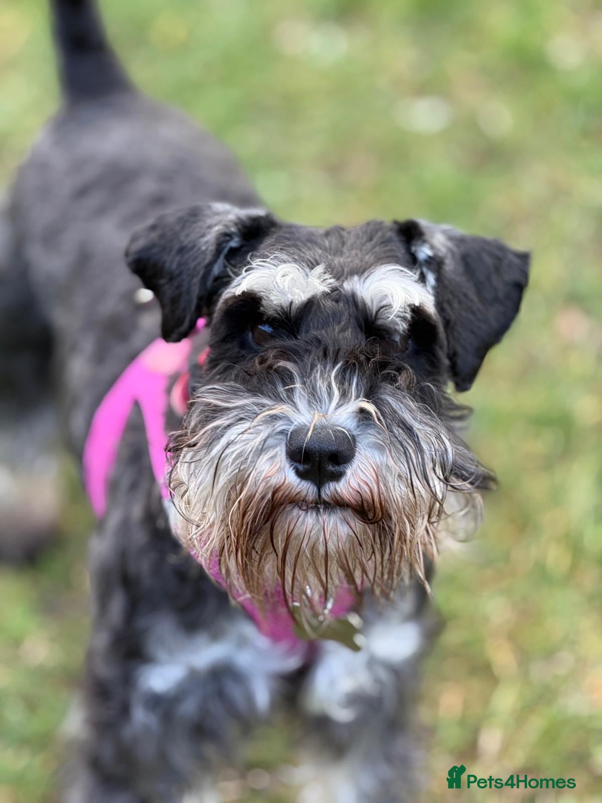 Miniature Schnauzer dogs Miniature schnauzer puppies - Advert 8