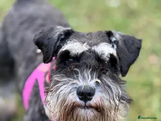 Miniature Schnauzer dogs Miniature schnauzer puppies - Advert 8