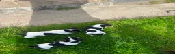 Jack Russell dogs for sale: Beautiful Jack Russell Girls Available  - Advert 15