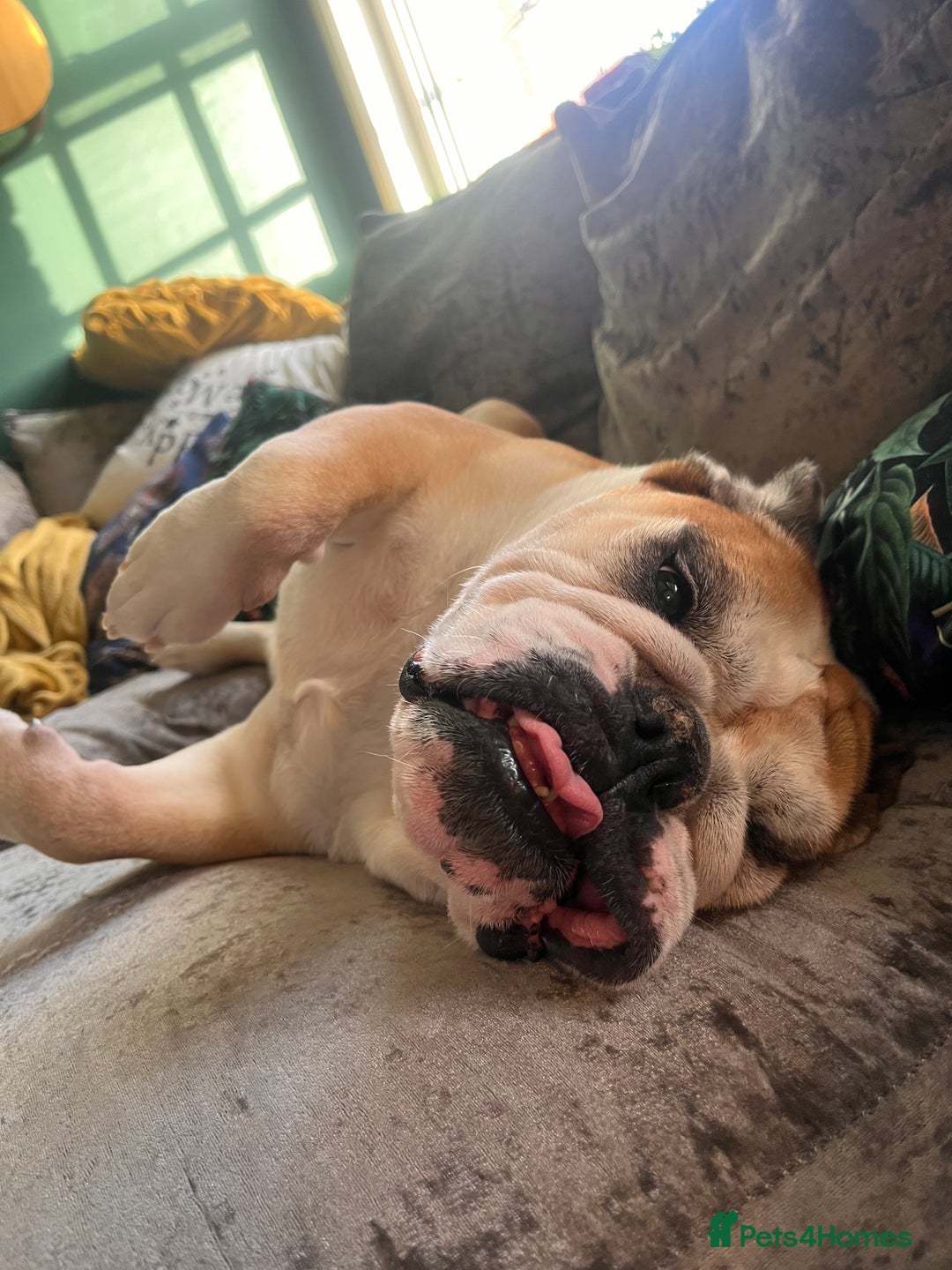 English Bulldog dogs for sale: Most loveable English Bulldog (I don’t want cash) - Image 11