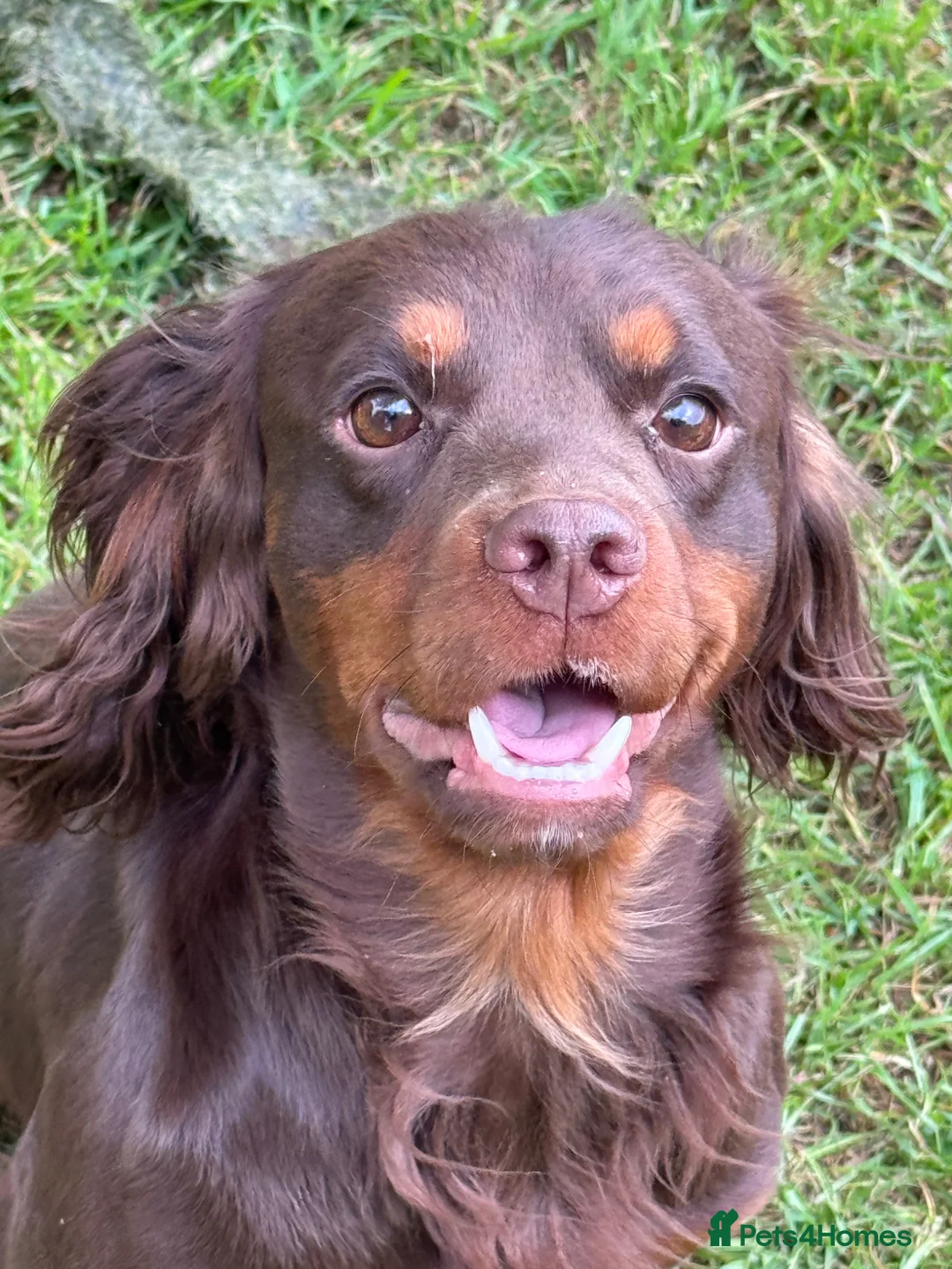 Cocker Spaniel dogs for stud: Chocolate and Tan Cocker Spaniel At Stud - Advert 5